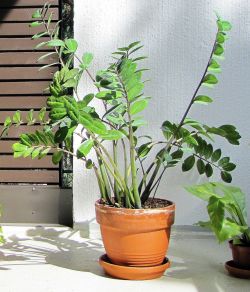 Palmuvehka, lat. Zamioculcas zamiifolia