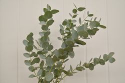 Eukalyptus, lat. eucalyptus