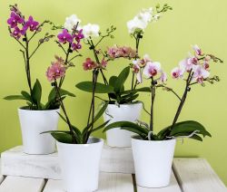 Orkidea/perhoskämmekkä, lat. Phalaenopsis
