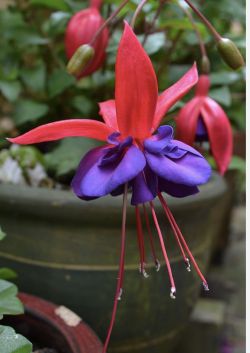 Verenpisara, lat. Fuchsia