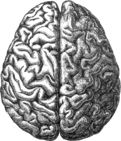 Aivot