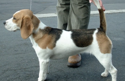 Beagle