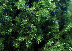Kataja, lat. Juniperus communis
