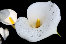 Kalla, lat. Zantedeschia aethiopica